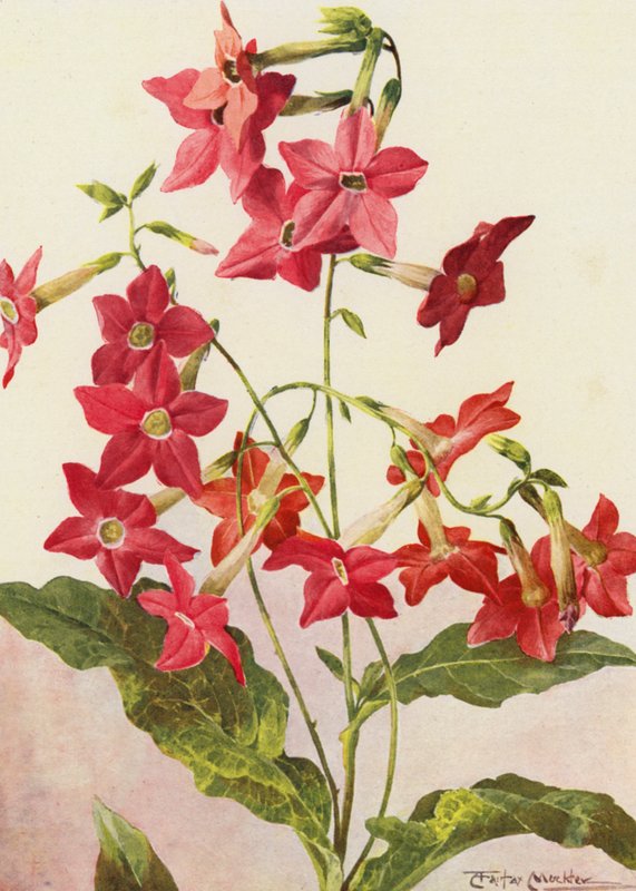 A bela planta do tabaco Nicotiana Sanderae (litografia a cores) de Angelo Fairfax Muckley