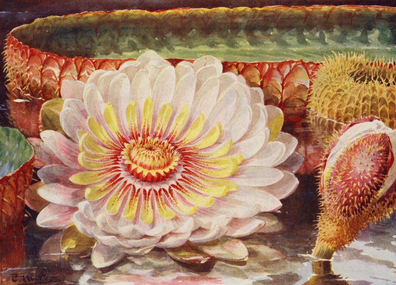Vitória-Régia, a mais nobre de todas as plantas aquáticas (litografia a cores) de Angelo Fairfax Muckley