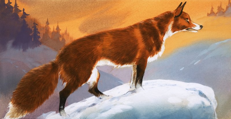 Raposa na neve de Angus McBride