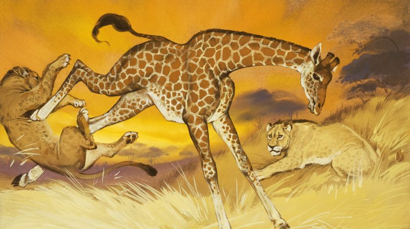 Girafa a dar um pontapé no leão de Angus McBride