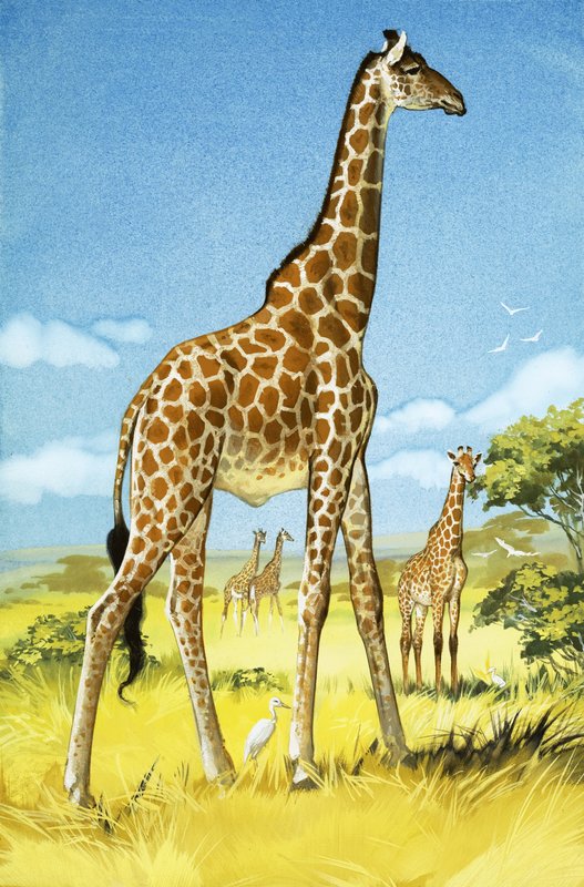 Girafas de Angus McBride