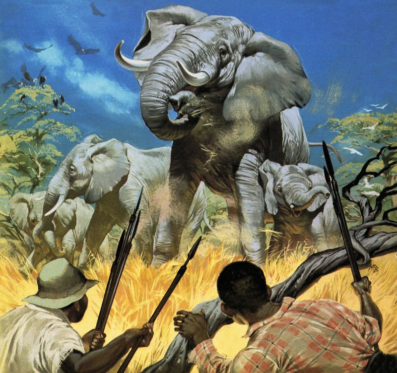 Os caçadores furtivos de marfim -- Vida selvagem em perigo de Angus McBride