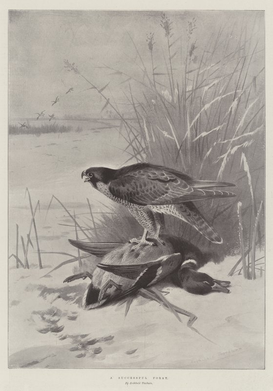 Uma incursão bem sucedida de Archibald Thorburn