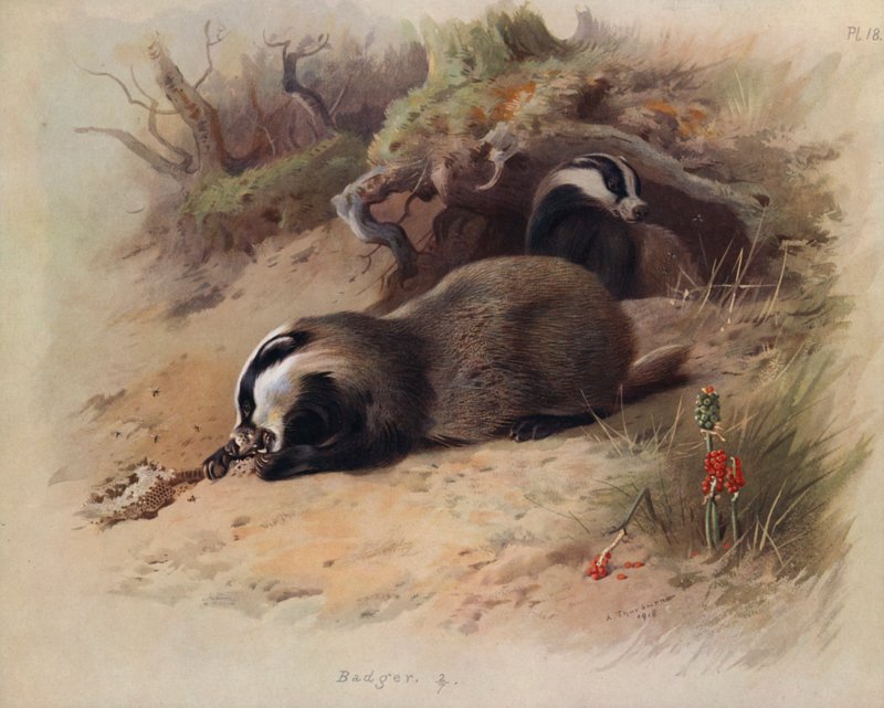 Texugo de Archibald Thorburn