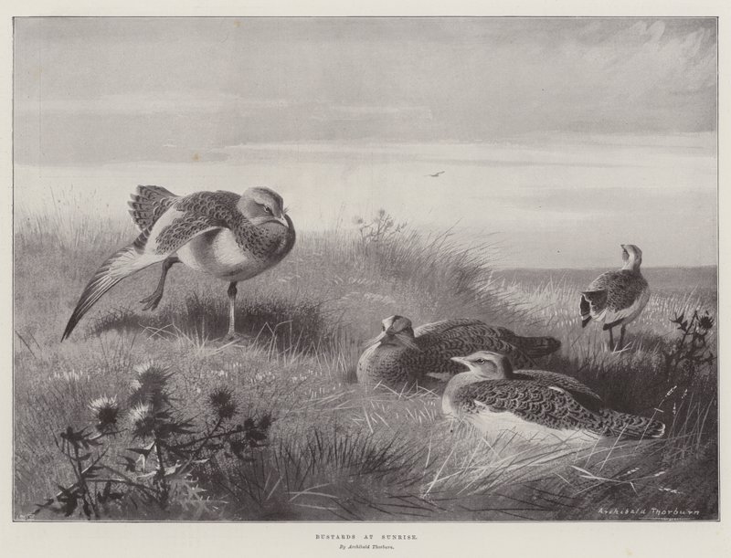 Bustards ao nascer do sol de Archibald Thorburn