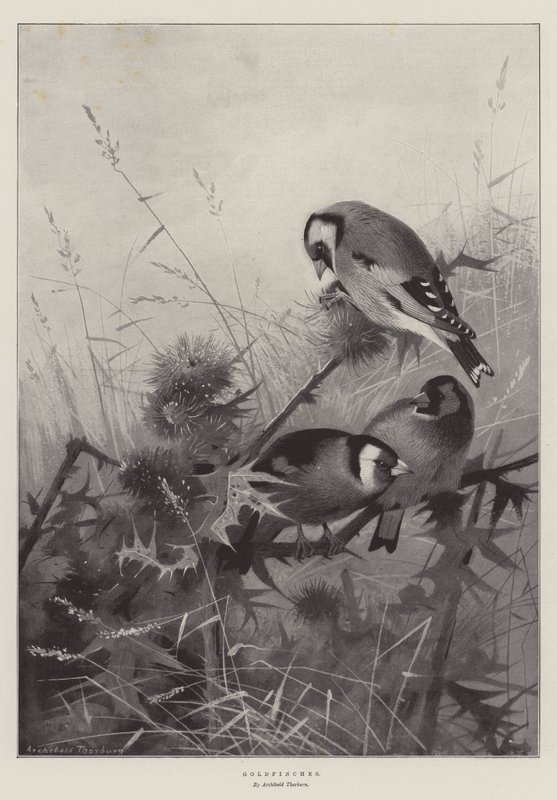 Pintassilgos de Archibald Thorburn