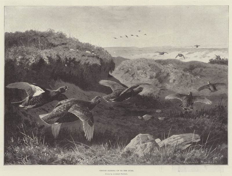 Grouse deslizando até as armas de Archibald Thorburn