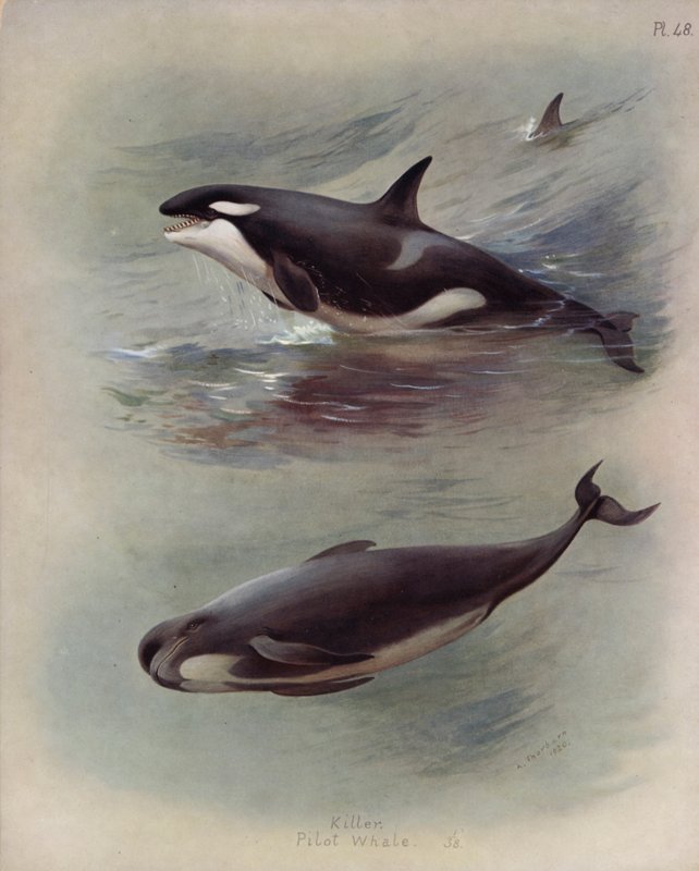 Assassino, baleia piloto de Archibald Thorburn