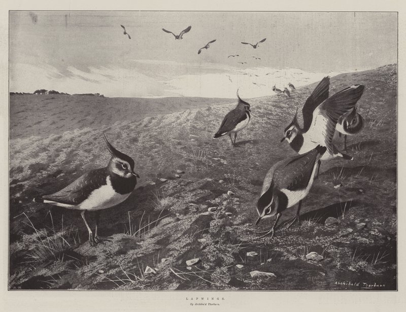 Abibe de Archibald Thorburn