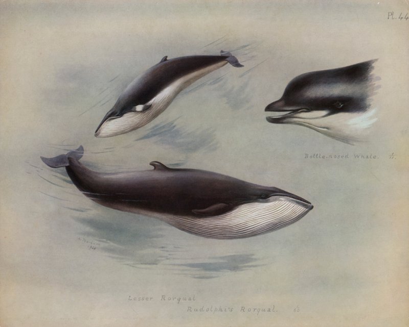 Rorqual Menor, Rudolphis Rorqual, Baleia de Nariz de Garrafa de Archibald Thorburn