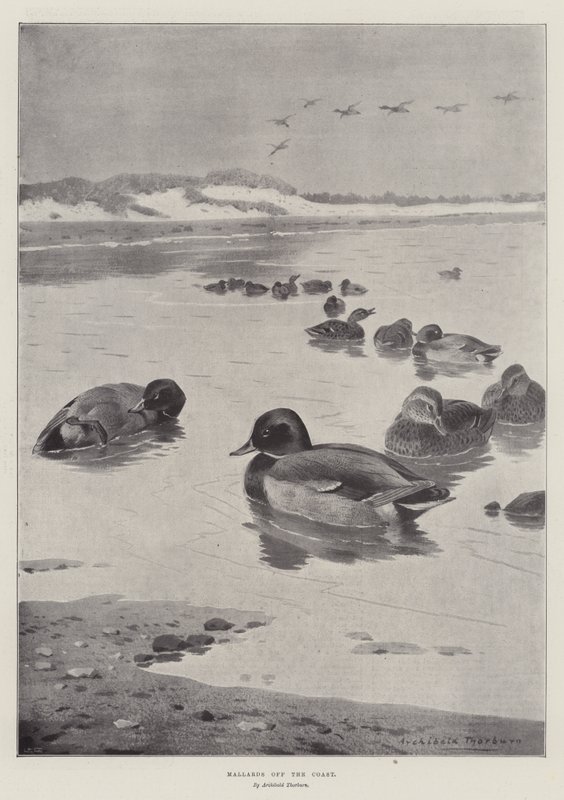 Patos-reais na costa de Archibald Thorburn