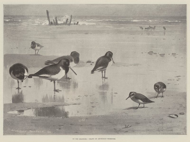 À beira-mar de Archibald Thorburn
