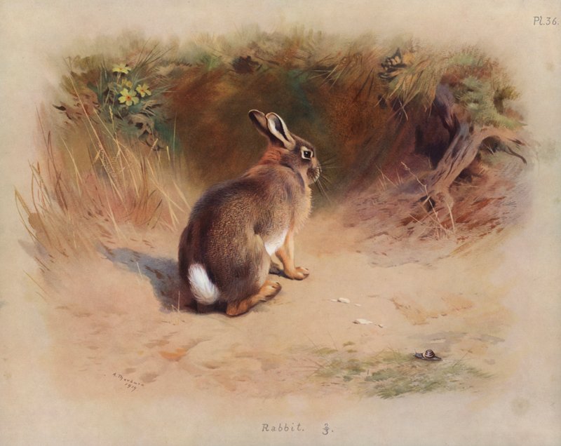 Coelho de Archibald Thorburn