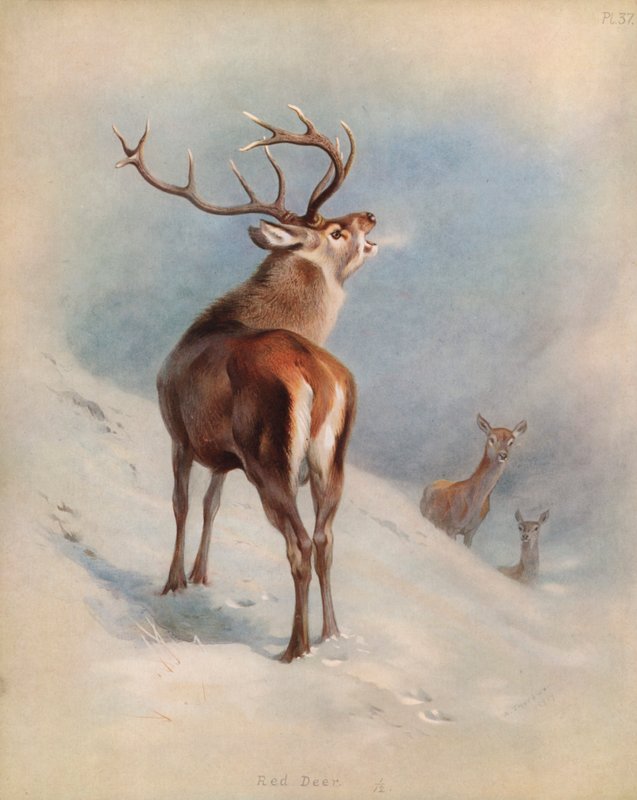 Veado vermelho de Archibald Thorburn