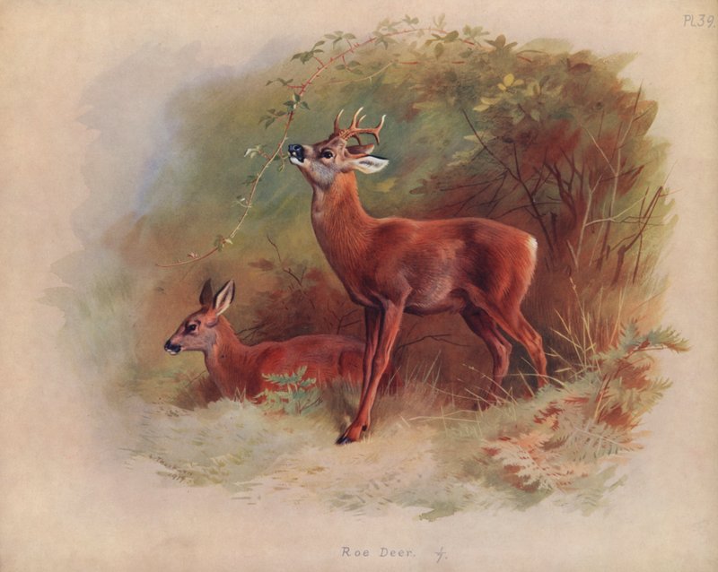 Veado de Archibald Thorburn