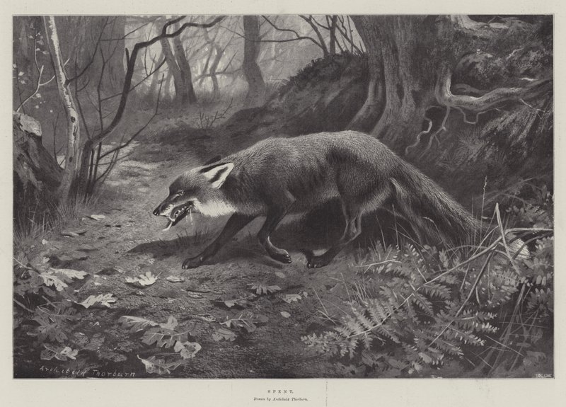 Gasto de Archibald Thorburn