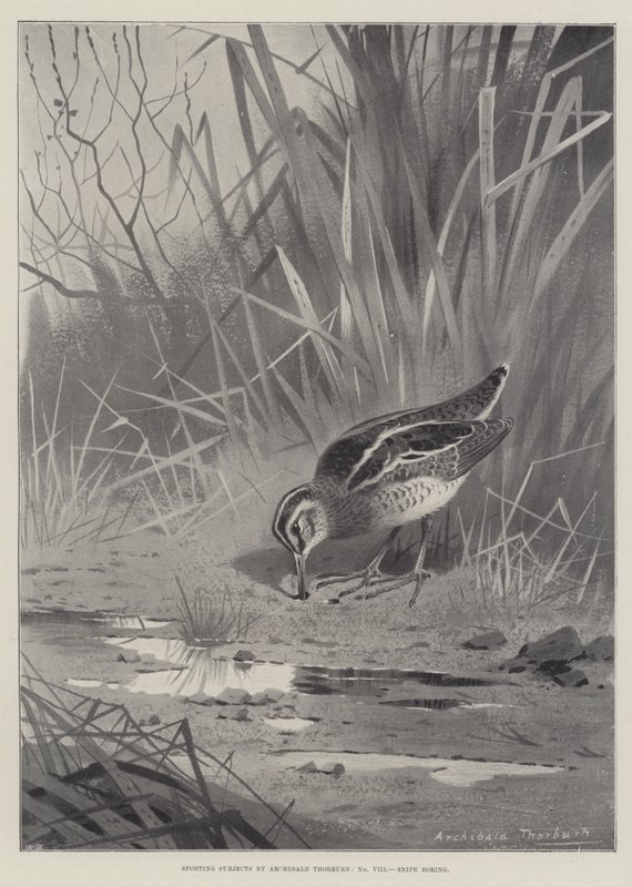 Assuntos Esportivos, Furto Snipe de Archibald Thorburn