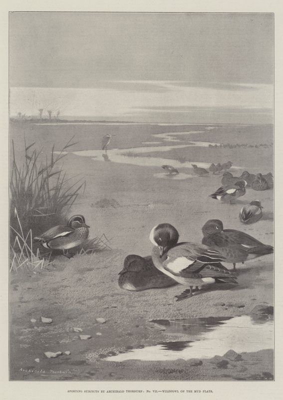 Assuntos esportivos, Wildfowl nos apartamentos de lama de Archibald Thorburn