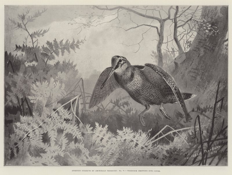 Assuntos esportivos, Woodcock caindo na tampa de Archibald Thorburn