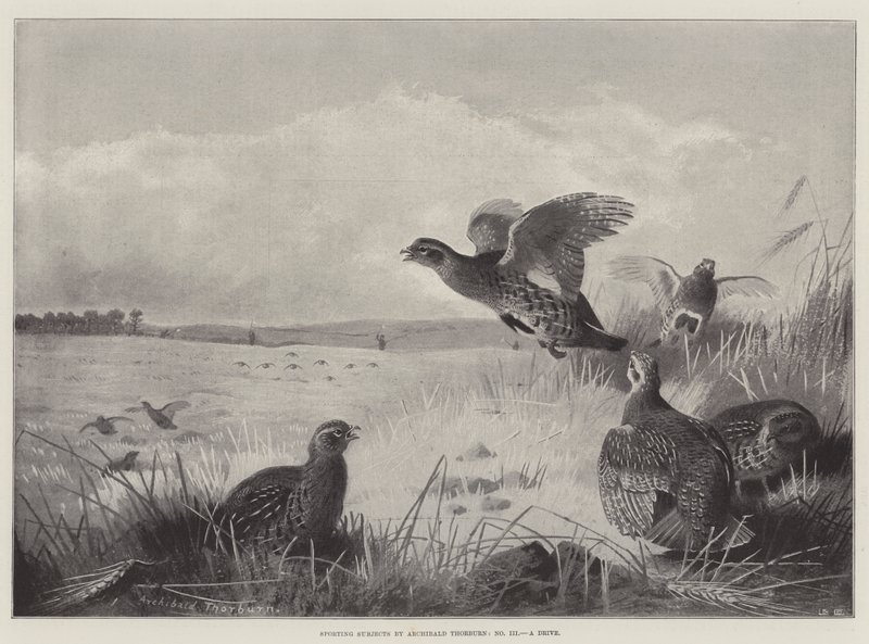 Assuntos esportivos, uma unidade de Archibald Thorburn