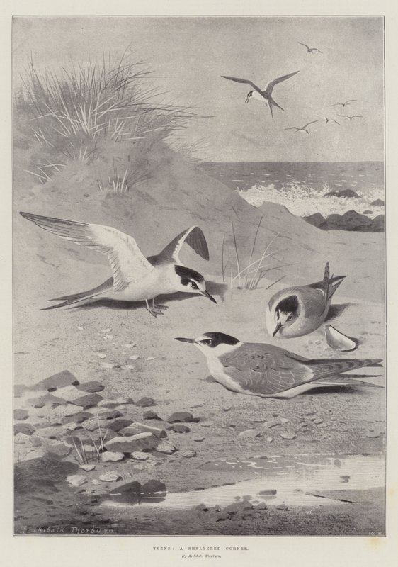 Andorinhas, um canto protegido de Archibald Thorburn