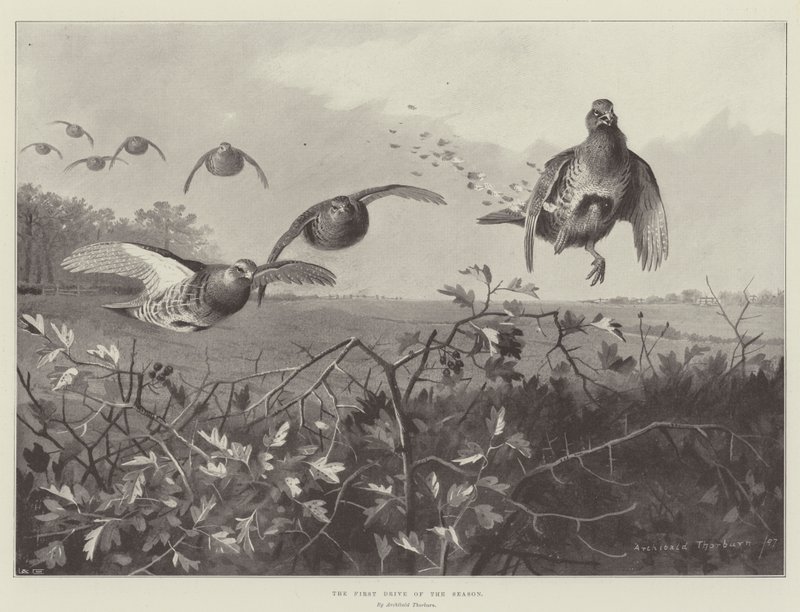 A primeira corrida da temporada de Archibald Thorburn