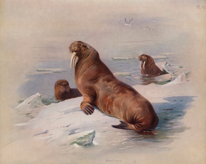 Morsa de Archibald Thorburn