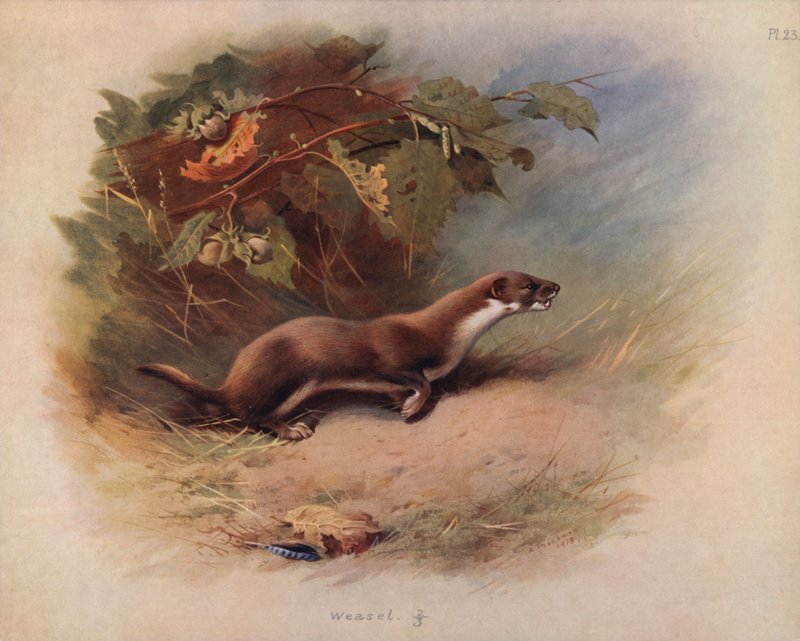 Doninha de Archibald Thorburn