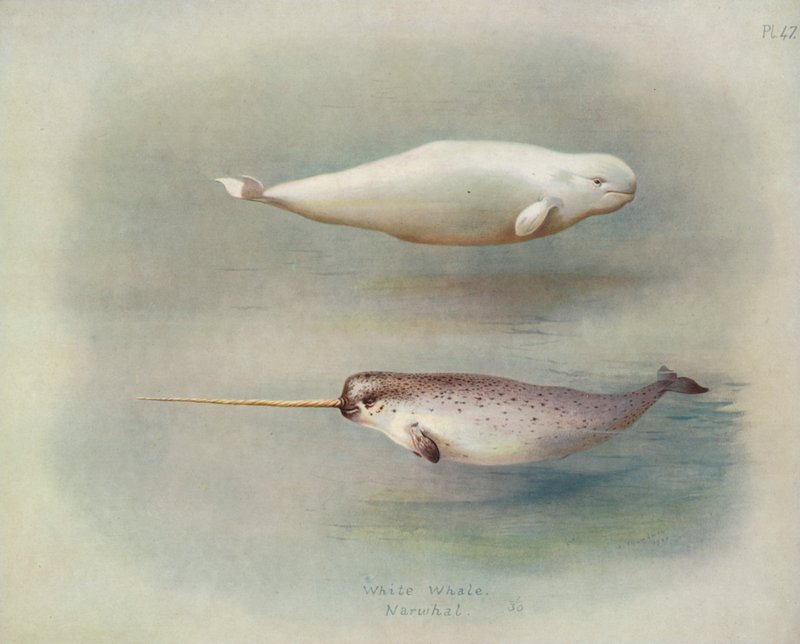 Baleia Branca, Narval de Archibald Thorburn