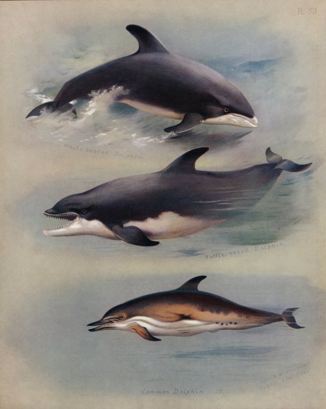 Golfinho-de-bico-branco, golfinho-de-nariz-de-garrafa, golfinho-comum de Archibald Thorburn