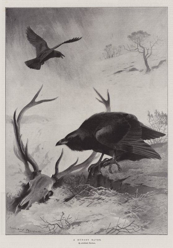 Um corvo com fome de Archibald Thorburn