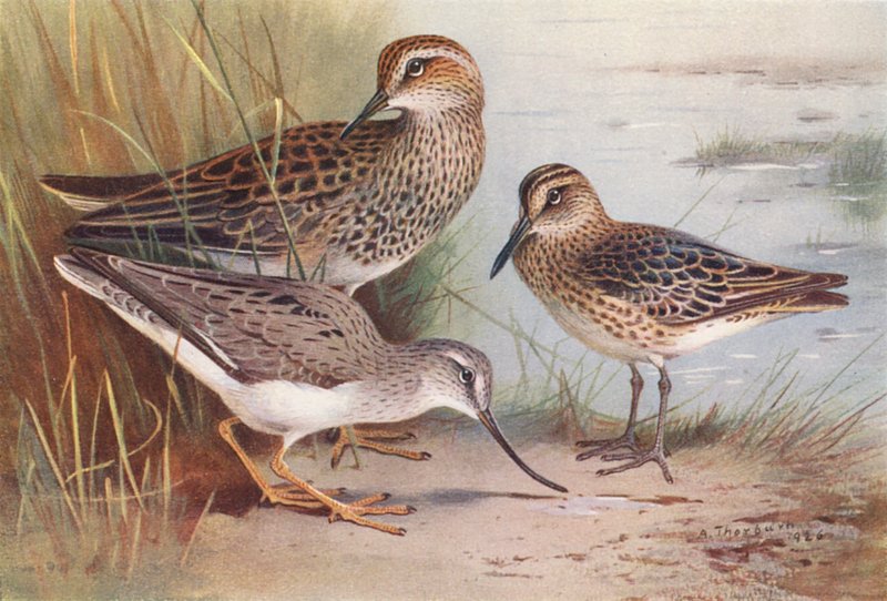 Maçarico-de-papo-amarelo, maçarico-de-bico-grosso, maçarico-das-torres (litografia a cores) de Archibald Thorburn