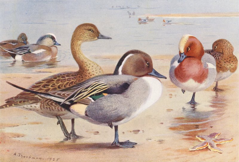 Pombo-galego (macho e fêmea), Pintail (macho e fêmea), Pombo-galego (macho e fêmea) (litografia a cores) de Archibald Thorburn