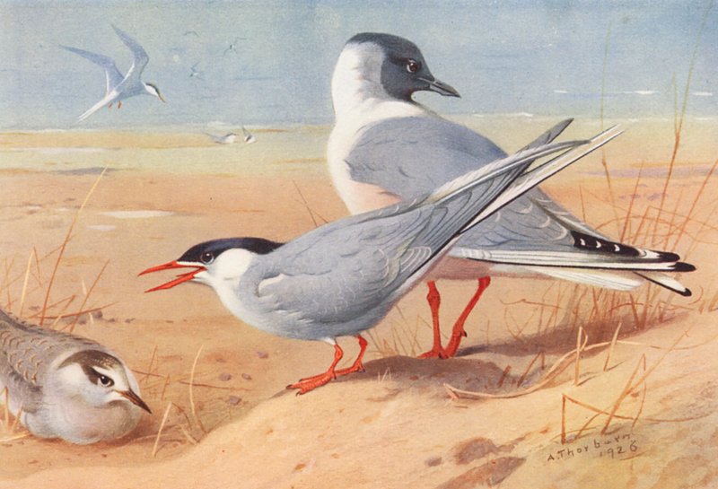 Garajau do Ártico (adulto e jovem), Gaivota de Bonaparte (litografia a cores) de Archibald Thorburn