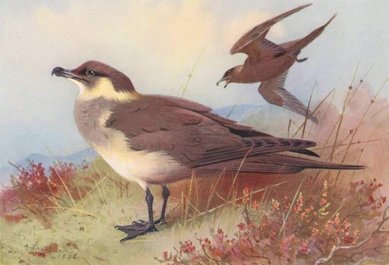 Skua do Ártico ou de Richardson (litografia a cores) de Archibald Thorburn