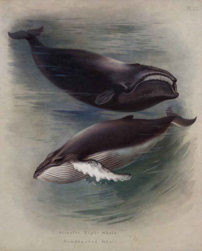 Baleia-franca-atlântica, baleia-jubarte de Archibald Thorburn