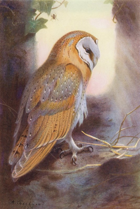 Coruja-das-torres (litografia a cores) de Archibald Thorburn