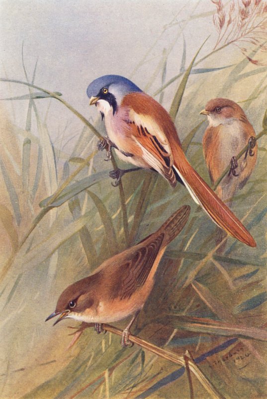 Chapim barbudo (macho e fêmea), toutinegra de Savi (litografia a cores) de Archibald Thorburn