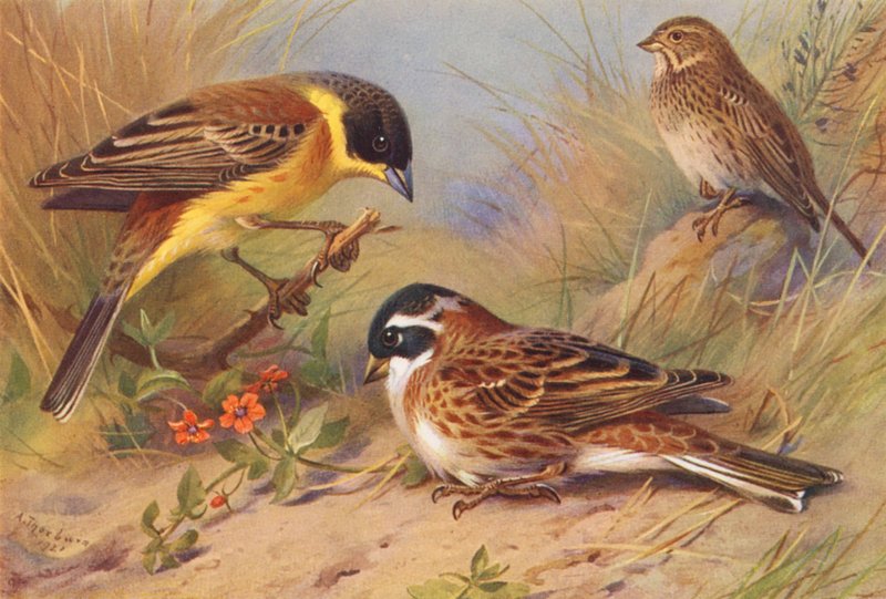 Bunting de cabeça preta, Corn-Bunting, Bunting rústico (litografia a cores) de Archibald Thorburn