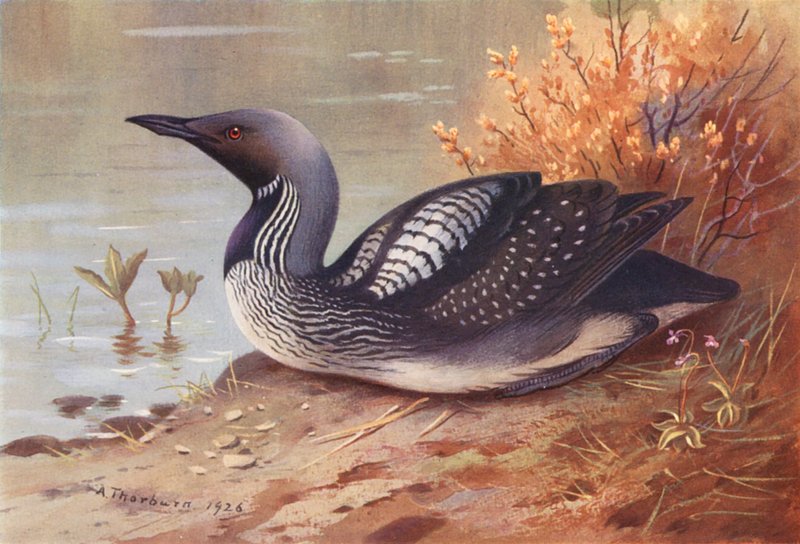 Mergulhador de garganta negra (litografia a cores) de Archibald Thorburn