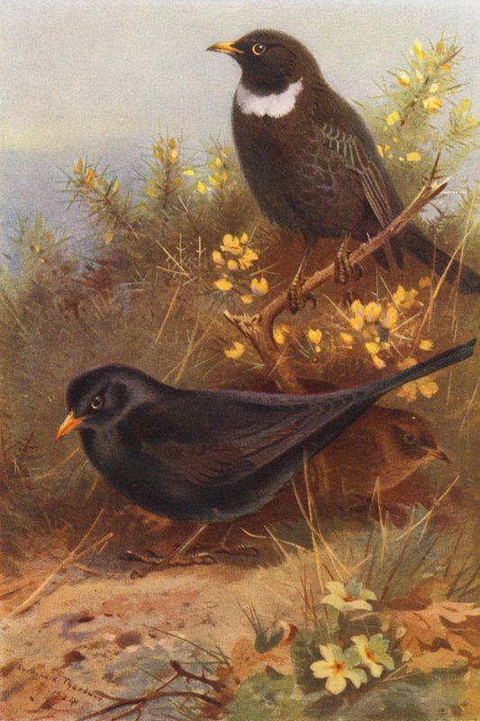 Pássaro preto (macho e fêmea), Anel-Ouzel (litografia a cores) de Archibald Thorburn