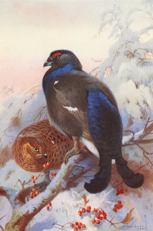 Galo silvestre (macho e fêmea) (litografia a cores) de Archibald Thorburn