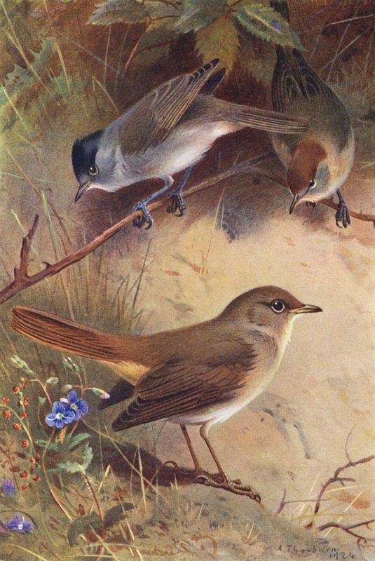 Toutinegra (macho e fêmea), Rouxinol (litografia a cores) de Archibald Thorburn