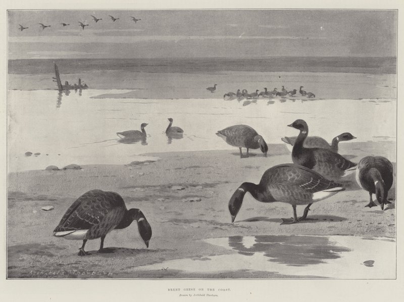Brent Geese na costa de Archibald Thorburn