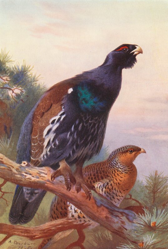 Tetraz (macho e fêmea) (litografia a cores) de Archibald Thorburn