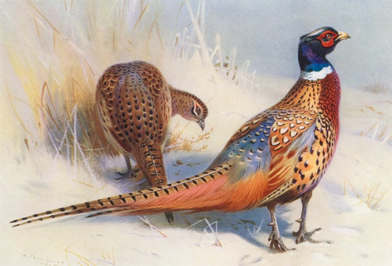 Faisão chinês de pescoço anelado (macho e fêmea) (litografia a cores) de Archibald Thorburn
