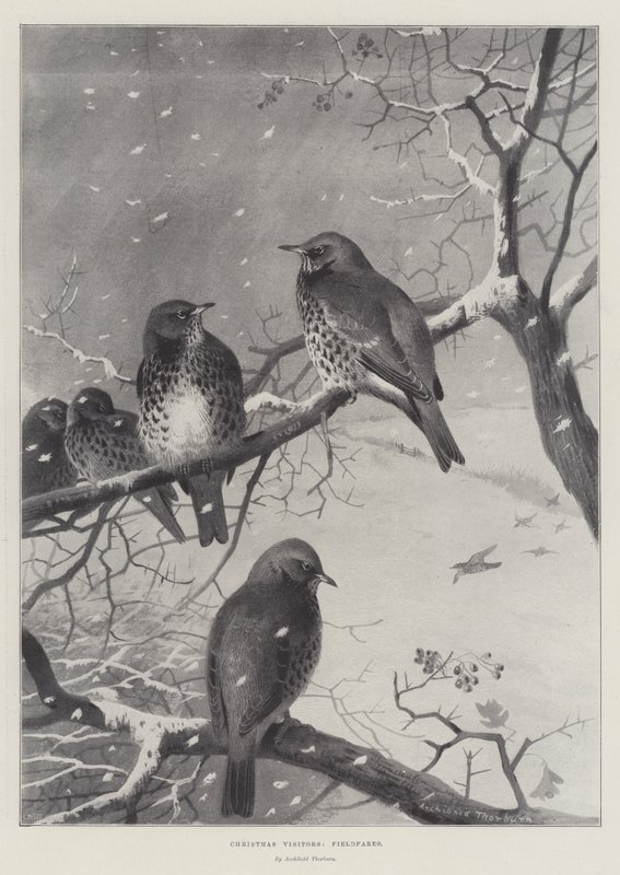 Visitantes De Natal, Fieldfares de Archibald Thorburn