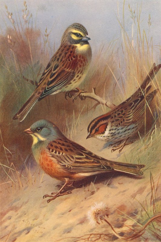 Cirl Bunting, Little Bunting, Ortolan (litografia a cores) de Archibald Thorburn