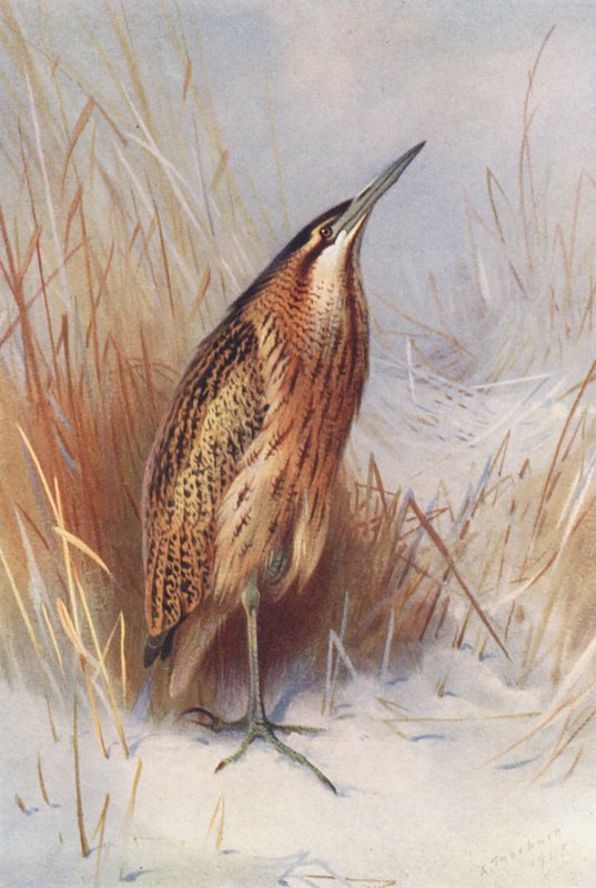 Garoupa comum (litografia a cores) de Archibald Thorburn