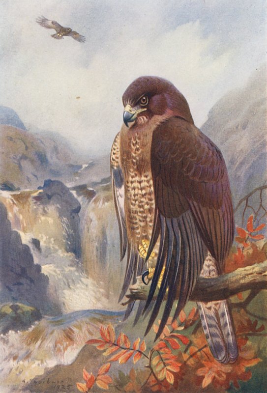 Abutre-comum (litografia a cores) de Archibald Thorburn